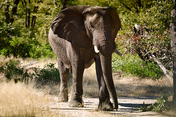 Africa, Botswana, Chobe, Dumbo, Kenya, "Masai Mara", Moremi, Namibia, Savuti, "South Africa", Tanzania, ears, elephant, "illegal trade", ivory, jungle, poaching, safari, savanna, trunk, tusk,India, Ta