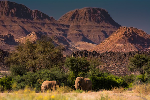Africa, Bertazzoni, Botswana, Chobe, Dumbo, India, Kenya, Mara, Masai, Moremi, Namibia, Namibia, Savuti, "South Africa", Tanzania, Zambia, Zimbabwe, baby, "black & white", ears, elephant, illegal, ivo