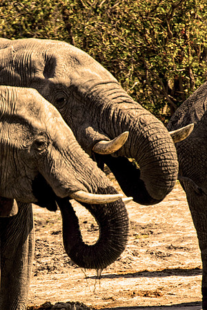 Africa, Botswana, Botswana, Chobe, Dumbo, India, Kenya, Kenya, Masai Mara, Moremi, Namibia, Namibia, Savuti, South Africa, South Africa, Tanzania, Tanzania, Zambia, Zimbabwe, ears, elephant, elephant,