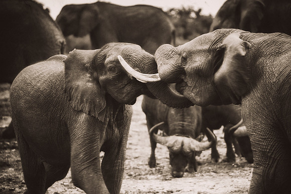 Africa, Botswana, Chobe, Dumbo, India, Kenya, Mara, Masai, Moremi, Namibia, Savuti, "South Africa" Tanzania, Zambia, Zimbabwe,  "black & white", ears, elephant, illegal, ivory, jungle, pack, parks,her