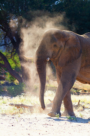 Bertazzoni, Botswana, Chobe, Dumbo, India, Kenya, Mara, Masai, Moremi, Namibia, Namibia, Savuti, "South Africa", Tanzania, Zambia, Zimbabwe, baby, "desert elephants in the night", ears, elephant, fric