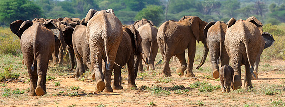 Bertazzoni, Botswana, Chobe, Dumbo, India, Kenya, Mara, Masai, Moremi, Namibia, Namibia, Savuti, "South Africa", Tanzania, Zambia, Zimbabwe, baby, "black & white", ears, elephant, Africa, illegal, ivo