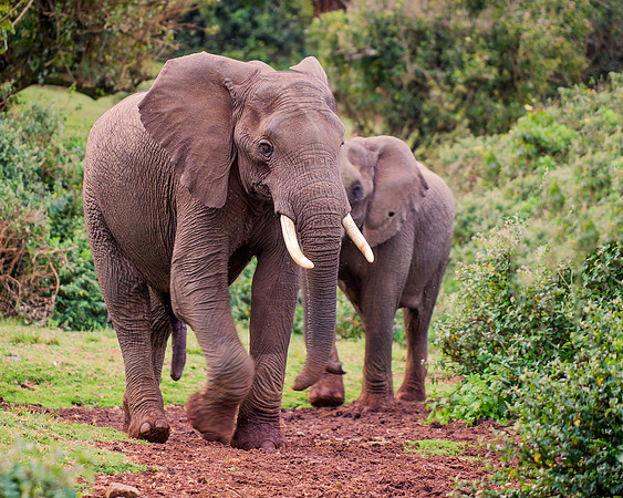 Bertazzoni, Botswana, Chobe, Dumbo, India, Kenya, Mara, Masai, Moremi, Namibia, Namibia, Savuti, "South Africa", Tanzania, Zambia, Zimbabwe, baby, ears, elephant, frica, illegal, ivory, jungle, pack,