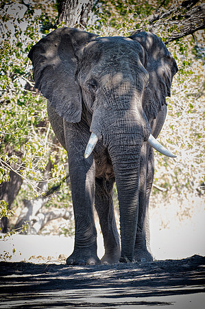 Africa, Africa, Africa, Botswana, Botswana, Chobe, Dumbo, India, Kenya, Kenya, Mara, Masai, Moremi, Namibia, Namibia, Savuti, South, South, Tanzania, Tanzania, Zambia, Zimbabwe, ears, elephant, elepha