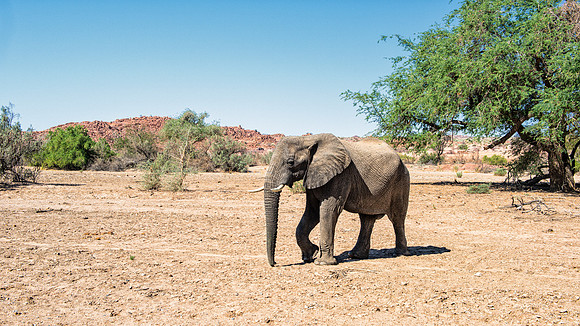 Desert Elephant