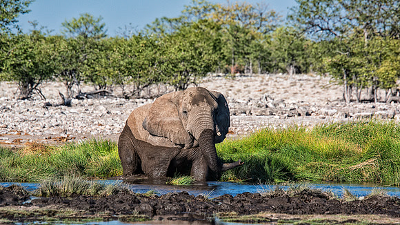 Bull Elephant - Etosha