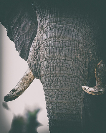 Africa, Africa, Africa, Botswana, Botswana, Chobe, Dumbo, India, Kenya, Kenya, Mara, Masai, Moremi, Namibia, Namibia, Savuti, South, South, Tanzania, Tanzania, Zambia, Zimbabwe, black, "black & white"