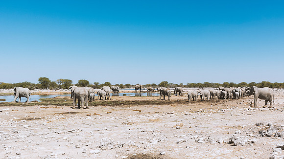 Elephants - Etosha