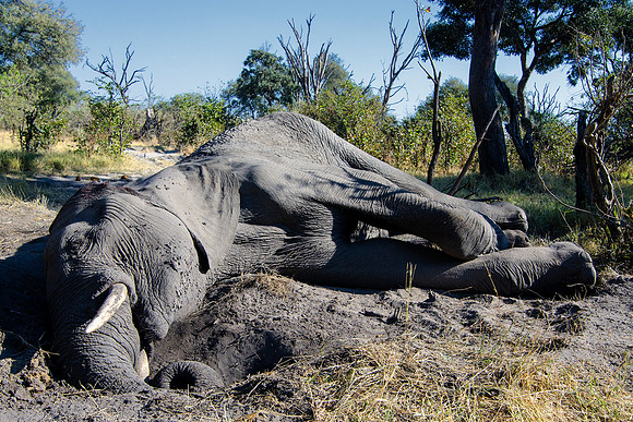 Africa, "South Africa", Botswana, Botswana, Chobe, Dumbo, India, Kenya, Kenya, Mara, Masai, Moremi, Namibia, Namibia, Savuti,  Tanzania, Tanzania, Zambia, Zimbabwe, ears, elephant, leather, fashion, b