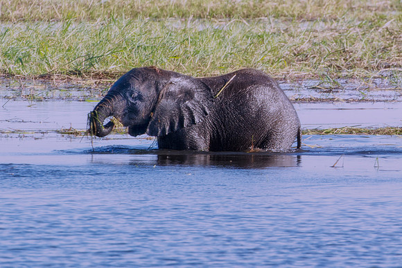 Africa, Africa, Africa, Botswana, Botswana, Chobe, Dumbo, India, Kenya, Kenya, Mara, Masai, Moremi, Namibia, Namibia, Savuti, South, South, Tanzania, Tanzania, Zambia, Zimbabwe, ears, elephant, elepha