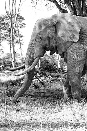 Africa, "South Africa", Africa, Botswana, Botswana, Chobe, Dumbo, India, Kenya, Kenya, Mara, Masai, Moremi, Namibia, Namibia, Savuti, South, South Africa, Tanzania, Tanzania, Zambia, Zimbabwe, black,