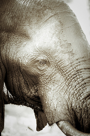 Africa, Bertazzoni, Botswana, Chobe, Dumbo, India, Kenya, Mara, Masai, Moremi, Namibia, Namibia, Savuti, "South Africa", Tanzania, Zambia, Zimbabwe, baby, "black & white", ears, elephant, illegal, ivo