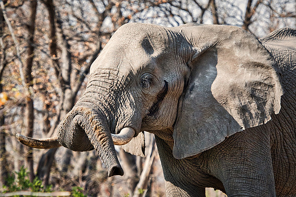 Africa, Africa, Africa, Botswana, Botswana, Chobe, Dumbo, India, Kenya, Kenya, Mara, Masai, Moremi, Namibia, Namibia, Savuti, South, South, Tanzania, Tanzania, Zambia, Zimbabwe, black, "black & white"