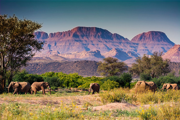 Africa, Bertazzoni, Botswana, Chobe, Dumbo, India, Kenya, Mara, Masai, Moremi, Namibia, Namibia, Savuti, "South Africa", Tanzania, Zambia, Zimbabwe, baby, "black & white", ears, elephant, illegal, ivo