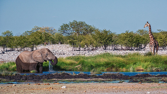 Bull Elephant - Etosha