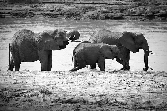 Africa, Bertazzoni, Botswana, Chobe, Dumbo, India, Kenya, Mara, Masai, Moremi, Namibia, Namibia, Savuti, "South Africa", Tanzania, Zambia, Zimbabwe, baby, "black & white", ears, elephant, illegal, ivo