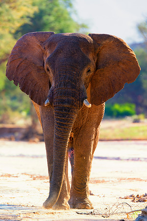Bertazzoni, Botswana, Chobe, Dumbo, India, Kenya, Mara, Masai, Moremi, Namibia, Namibia, Savuti, "South Africa", Tanzania, Zambia, Zimbabwe, baby, "desert elephants in the night", ears, elephant, fric