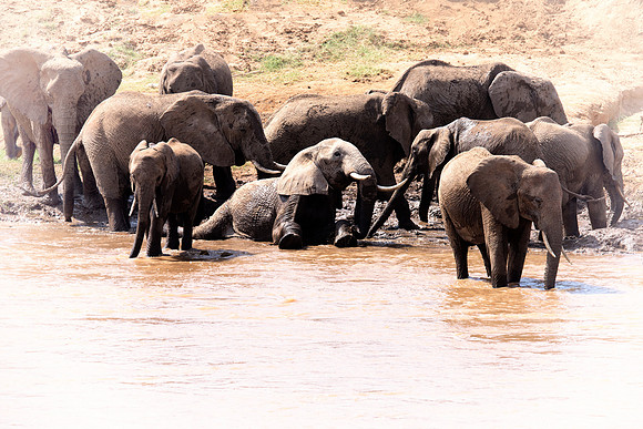 Africa, Bertazzoni, Botswana, Chobe, Dumbo, India, Kenya, Mara, Masai, Moremi, Namibia, Namibia, Savuti, "South Africa", Tanzania, Zambia, Zimbabwe, baby, "black & white", ears, elephant, illegal, ivo