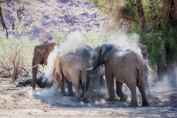 Desert Elephants