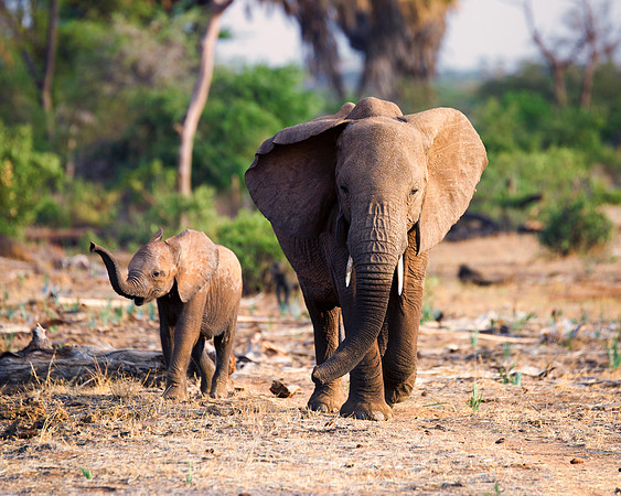 Africa, Bertazzoni, Botswana, Chobe, Dumbo, India, Kenya, Mara, Masai, Moremi, Namibia, Namibia, Savuti, "South Africa", Tanzania, Zambia, Zimbabwe, baby, "black & white", ears, elephant, illegal, ivo
