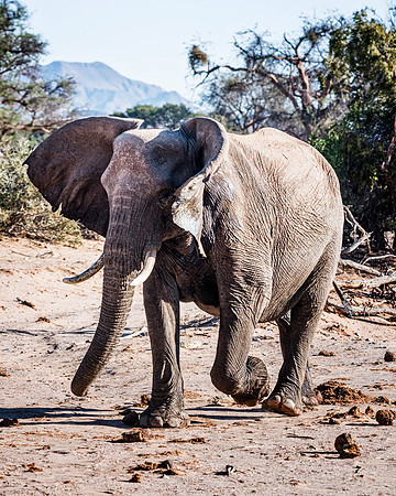 Desert Elephant