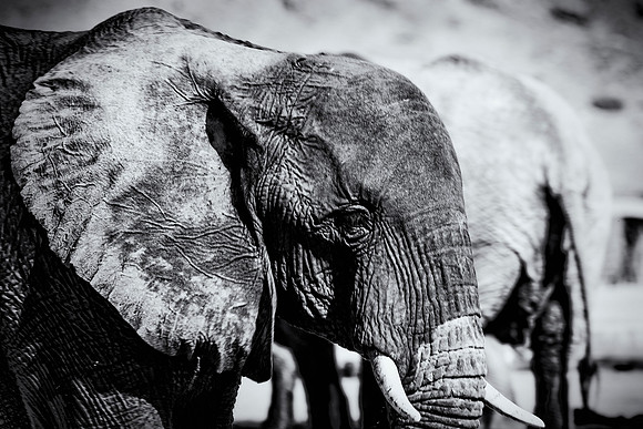 Desert Elephant