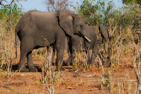 Africa, Africa, Africa, Botswana, Botswana, Chobe, Dumbo, India, Kenya, Kenya, Mara, Masai, Moremi, Namibia, Namibia, Savuti, South, South, Tanzania, Tanzania, Zambia, Zimbabwe, ears, elephant, elepha