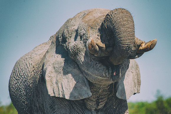 Africa, Africa, Africa, Botswana, Botswana, Chobe, Dumbo, India, Kenya, Kenya, Mara, Masai, Moremi, Namibia, Namibia, Savuti, South, South, Tanzania, Tanzania, Zambia, Zimbabwe, black, "black & white"