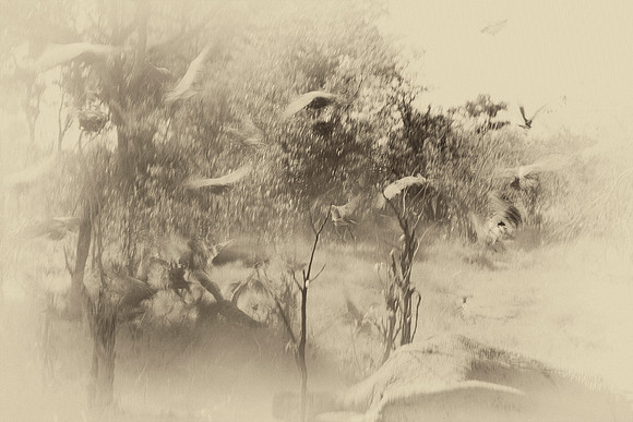 africa, antique, "black & white", "dead elephant", death, elephant, safari, vultures