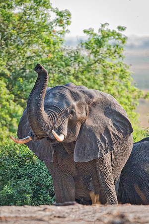 Africa, Africa, Africa, Botswana, Botswana, Chobe, Dumbo, India, Kenya, Kenya, Mara, Masai, Moremi, Namibia, Namibia, Savuti, South, South, Tanzania, Tanzania, Zambia, Zimbabwe, black, "black & white"
