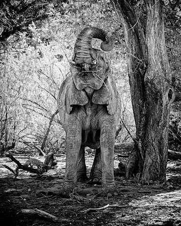 Desert Elephants