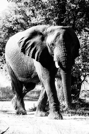 Africa, "South Africa", Botswana, Botswana, Chobe, Dumbo, India, Kenya, Kenya, Mara, Masai, Moremi, Namibia, Namibia, Savuti, South, South, Tanzania, Tanzania, Zambia, Zimbabwe, black, black & white,