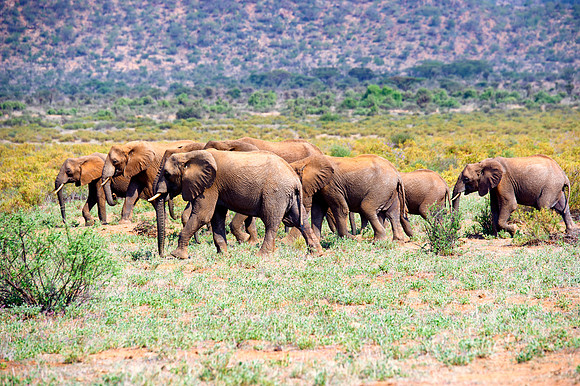 Africa, Bertazzoni, Botswana, Chobe, Dumbo, India, Kenya, Mara, Masai, Moremi, Namibia, Namibia, Savuti, "South Africa", Tanzania, Zambia, Zimbabwe, baby, "black & white", ears, elephant, illegal, ivo