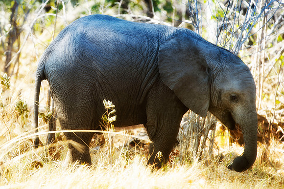 Africa, Botswana, Chobe, Dumbo, Kenya, "Masai Mara", Moremi, Namibia, Savuti, "South Africa", Tanzania, ears, elephant, "illegal trade", ivory, jungle, poaching, safari, savanna, trunk, tusk,India, Ta