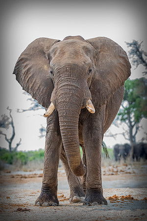 Africa, Africa, Africa, Botswana, Botswana, Chobe, Dumbo, India, Kenya, Kenya, Mara, Masai, Moremi, Namibia, Namibia, Savuti, South, South, Tanzania, Tanzania, Zambia, Zimbabwe, black, "black & white"
