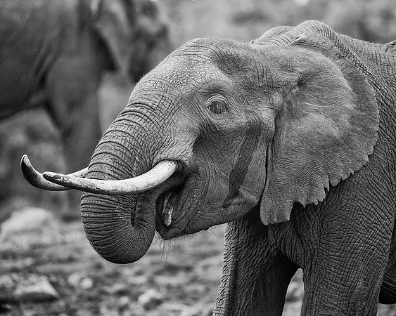 Bertazzoni, Botswana, Chobe, Dumbo, India, Kenya, Mara, Masai, Moremi, Namibia, Namibia, Savuti, "South Africa", Tanzania, Zambia, Zimbabwe, baby, ears, elephant, frica, illegal, ivory, jungle, pack,