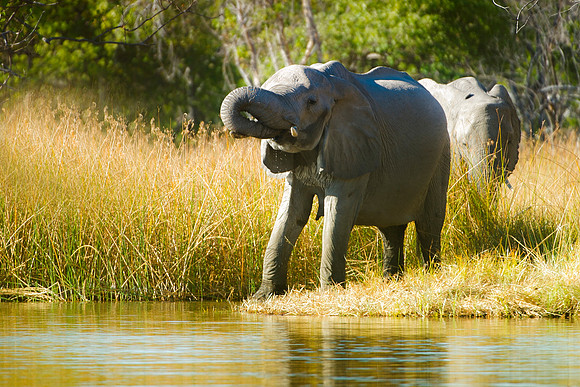 Africa, Botswana, Chobe, Dumbo, Kenya, "Masai Mara", Moremi, Namibia, Savuti, "South Africa", Tanzania, ears, elephant, "illegal trade", ivory, jungle, poaching, safari, savanna, trunk, tusk,India, Ta