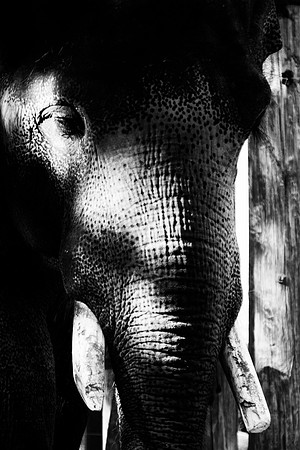 "asian elephant", tuskd, skin, details, highlights, shades, India, Asia, poaching, Bertazzoni, Nikon, "black & white", nature, zoo,