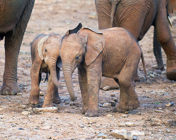 Bertazzoni, Botswana, Chobe, Dumbo, India, Kenya, Mara, Masai, Moremi, Namibia, Namibia, Savuti, "South Africa", Tanzania, Zambia, Zimbabwe, baby, ears, elephant, frica, illegal, ivory, jungle, pack,