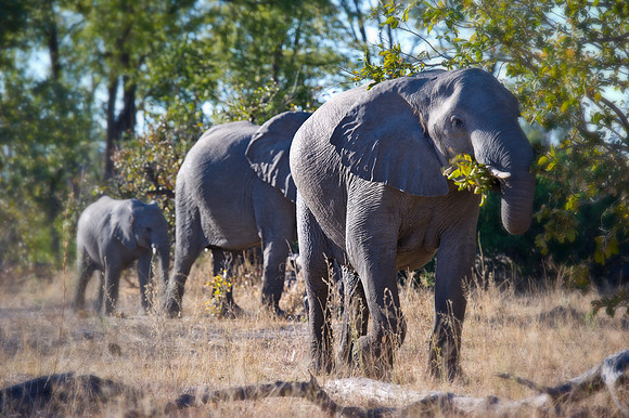 Africa, Botswana, Chobe, Dumbo, Kenya, "Masai Mara", Moremi, Namibia, Savuti, "South Africa", Tanzania, ears, elephant, "illegal trade", ivory, jungle, poaching, safari, savanna, trunk, tusk,India, Ta