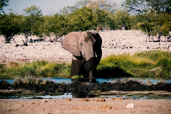 Bull Elephant - Etosha