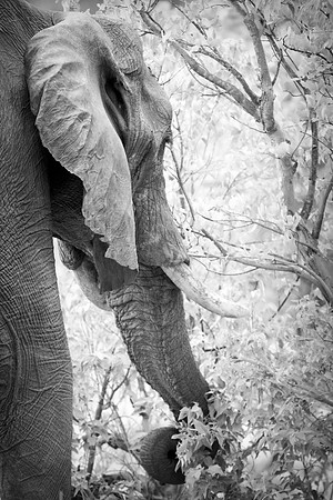 Africa, Bertazzoni, Botswana, Chobe, Dumbo, India, Kenya, Mara, Masai, Moremi, Namibia, Namibia, Savuti, "South Africa", Tanzania, Zambia, Zimbabwe, baby, "black & white", ears, elephant, illegal, ivo