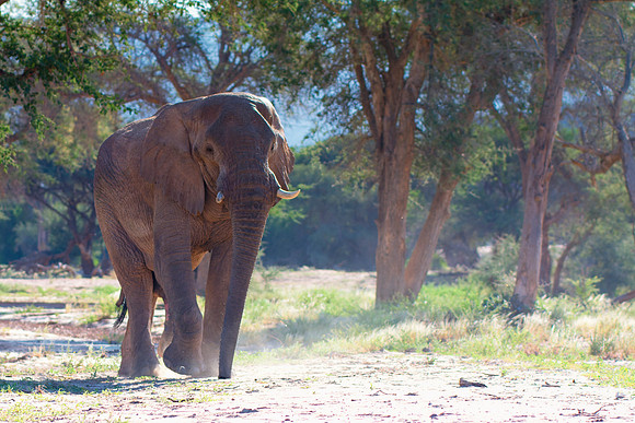 Bertazzoni, Botswana, Chobe, Dumbo, India, Kenya, Mara, Masai, Moremi, Namibia, Namibia, Savuti, "South Africa", Tanzania, Zambia, Zimbabwe, baby, "desert elephants in the night", ears, elephant, fric