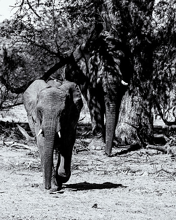 Desert Elephant