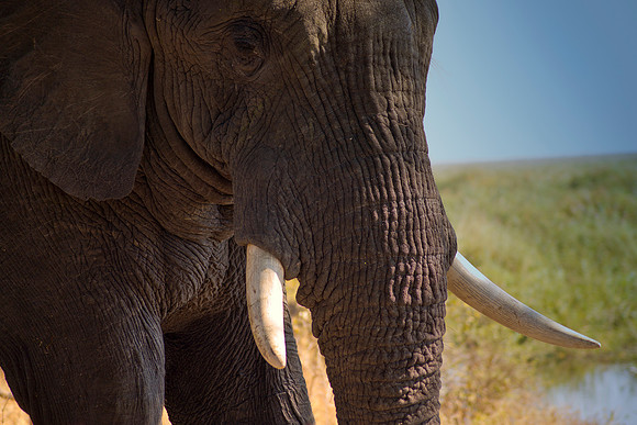 Africa, Botswana, Chobe, Dumbo, Kenya, "Masai Mara", Moremi, Namibia, Savuti, "South Africa", Tanzania, ears, elephant, "illegal trade", ivory, jungle, poaching, safari, savanna, trunk, tusk,India, Ta