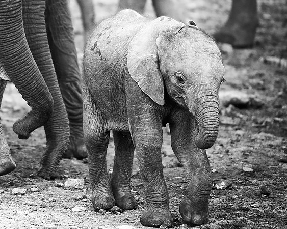 Bertazzoni, Botswana, Chobe, Dumbo, India, Kenya, Mara, Masai, Moremi, Namibia, Namibia, Savuti, "South Africa", Tanzania, Zambia, Zimbabwe, baby, ears, elephant, frica, illegal, ivory, jungle, pack,