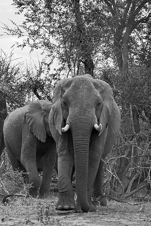 Africa, Africa, Africa, Botswana, Botswana, Chobe, Dumbo, India, Kenya, Kenya, Mara, Masai, Moremi, Namibia, Namibia, Savuti, South, South, Tanzania, Tanzania, Zambia, Zimbabwe, black, "black & white"
