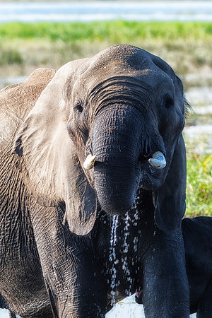 elephant, elephant, illegal, ivory, ivory, jungle, jungle, pack, parks, poaching, poaching, safari, safari, savanna, savanna, trade, trunk, trunk, tusk, tusks, wildlife, wildlife, zoo, ears