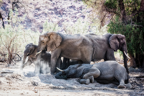 Desert Elephants