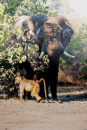 Africa, Africa, Africa, Botswana, Botswana, Chobe, Dumbo, India, Kenya, Kenya, Mara, Masai, Moremi, Namibia, Namibia, Savuti, South, South, Tanzania, Tanzania, Zambia, Zimbabwe, ears, elephant, elepha